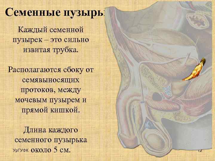 Семенные пузырьки Каждый семенной пузырек – это сильно извитая трубка. Располагаются сбоку от семявыносящих