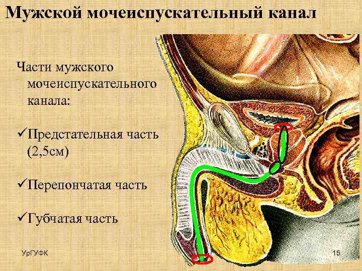 Мужской мочеиспускательный канал Части мужского мочеиспускательного канала: üПредстательная часть (2, 5 см) üПерепончатая часть