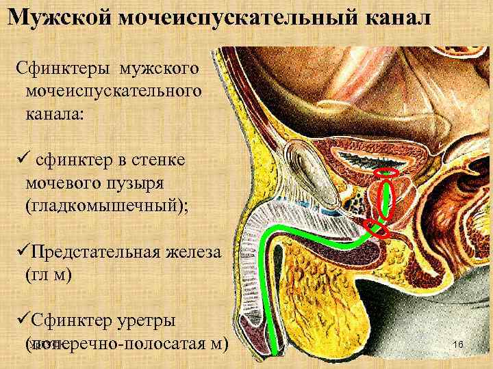 Мужской мочеиспускательный канал Сфинктеры мужского мочеиспускательного канала: ü сфинктер в стенке мочевого пузыря (гладкомышечный);