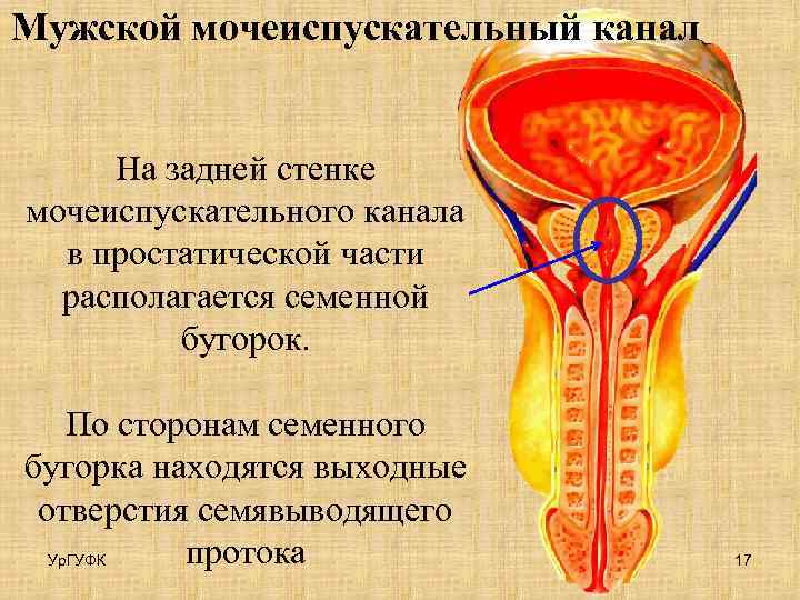 Мужской мочеиспускательный канал На задней стенке мочеиспускательного канала в простатической части располагается семенной бугорок.