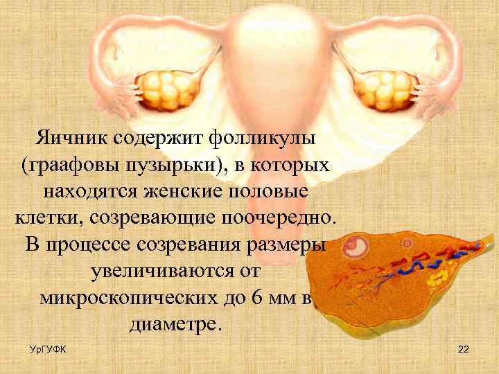 Яичник содержит фолликулы (граафовы пузырьки), в которых находятся женские половые клетки, созревающие поочередно. В