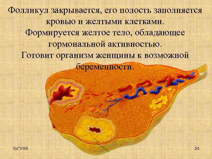 Фолликул закрывается, его полость заполняется кровью и желтыми клетками. Формируется желтое тело, обладающее гормональной