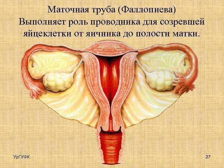 Маточная труба (Фаллопиева) Выполняет роль проводника для созревшей яйцеклетки от яичника до полости матки.