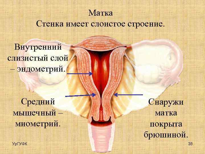 Матка Стенка имеет слоистое строение. Внутренний слизистый слой – эндометрий. Средний мышечный – миометрий.