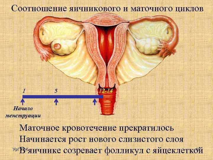 Соотношение яичникового и маточного циклов 1 5 12 -14 Начало менструации Маточное кровотечение прекратилось