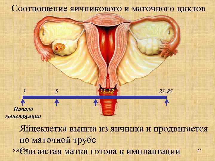 Соотношение яичникового и маточного циклов 1 5 11 -12 23 -25 Начало менструации Яйцеклетка