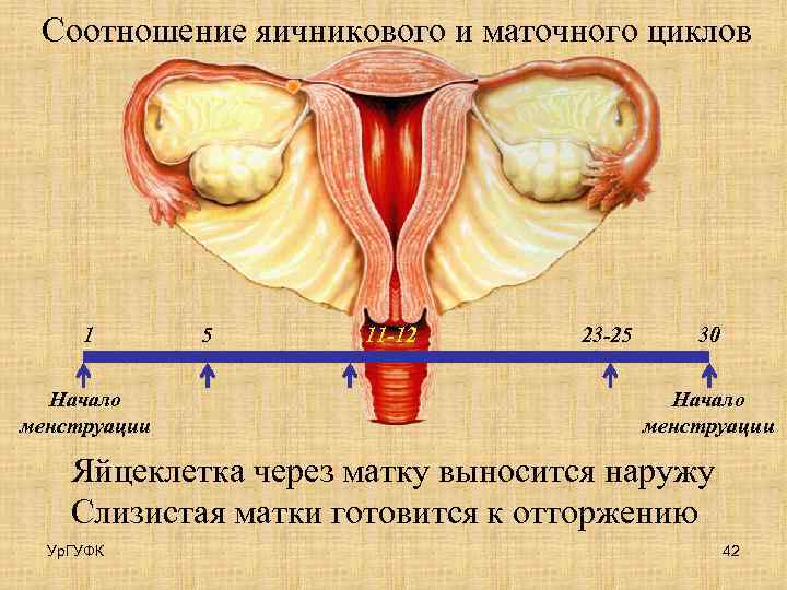 Соотношение яичникового и маточного циклов 1 Начало менструации 5 11 -12 23 -25 30