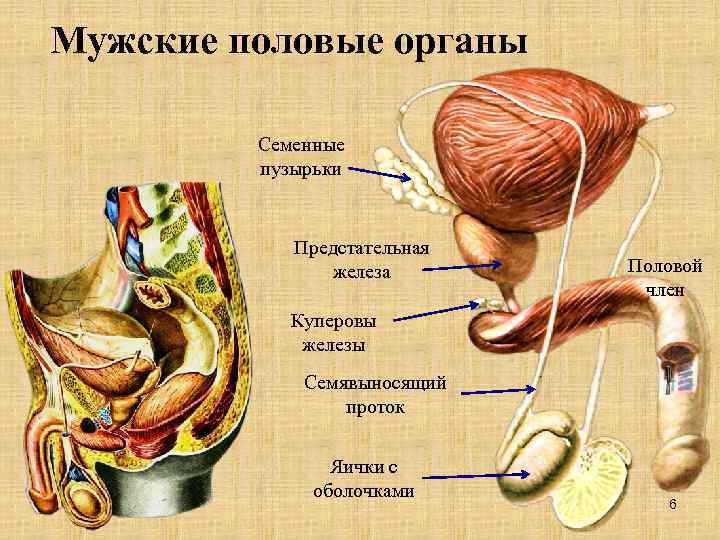 Куперовы железы фото