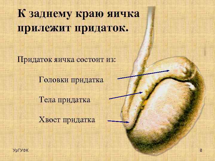 К заднему краю яичка прилежит придаток. Придаток яичка состоит из: Головки придатка Тела придатка