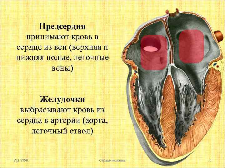 Предсердия принимают кровь в сердце из вен (верхняя и нижняя полые, легочные вены) Желудочки