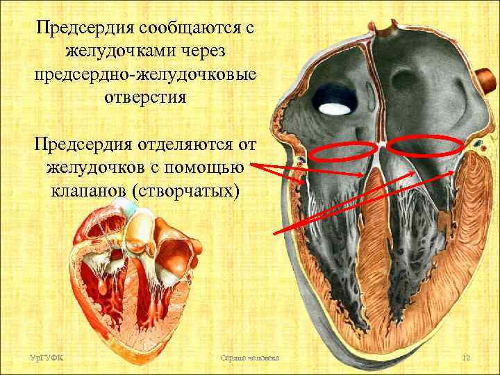 Предсердия сообщаются с желудочками через предсердно-желудочковые отверстия Предсердия отделяются от желудочков с помощью клапанов