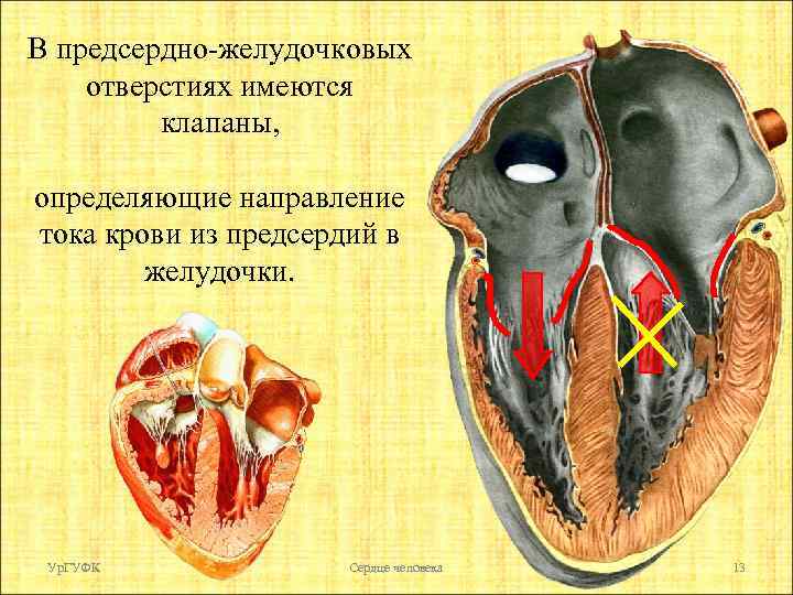 В предсердно-желудочковых отверстиях имеются клапаны, определяющие направление тока крови из предсердий в желудочки. Ур.