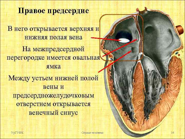 Правое предсердие В него открывается верхняя и нижняя полая вена На межпредсердной перегородке имеется