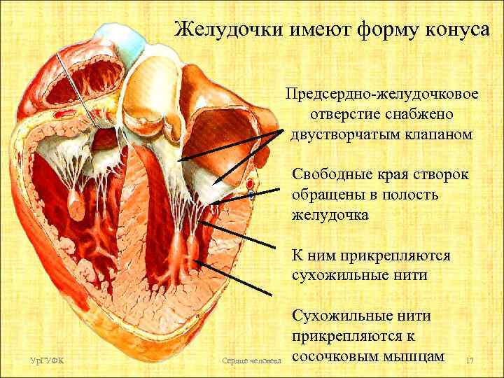 Желудочки имеют форму конуса Предсердно-желудочковое отверстие снабжено двустворчатым клапаном Свободные края створок обращены в