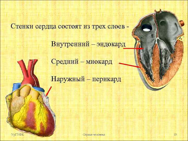 Стенки сердца состоят из трех слоев Внутренний – эндокард Средний – миокард Наружный –