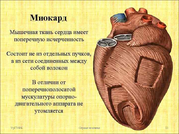 Миокард Мышечная ткань сердца имеет поперечную исчерченность Состоит не из отдельных пучков, а из