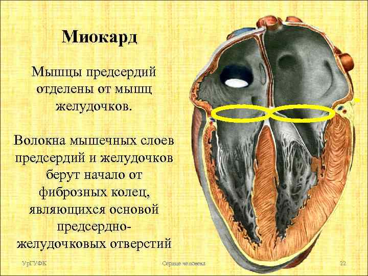 Миокард Мышцы предсердий отделены от мышц желудочков. Волокна мышечных слоев предсердий и желудочков берут