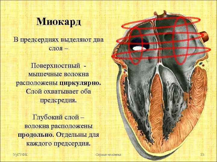 Миокард В предсердиях выделяют два слоя – Поверхностный мышечные волокна расположены циркулярно. Слой охватывает