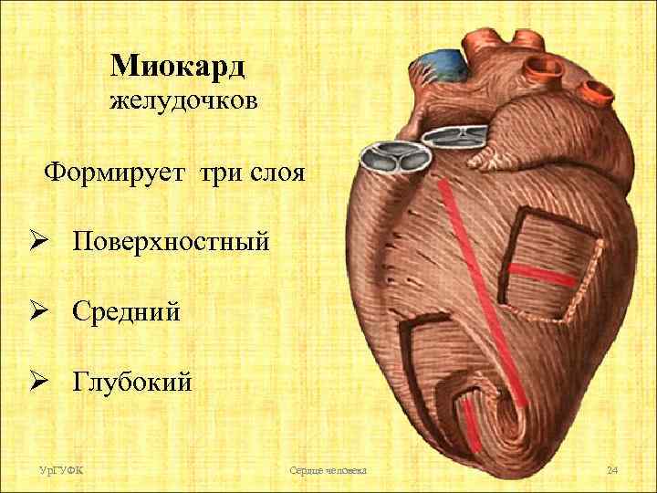 Миокард желудочков Формирует три слоя Ø Поверхностный Ø Средний Ø Глубокий Ур. ГУФК Сердце