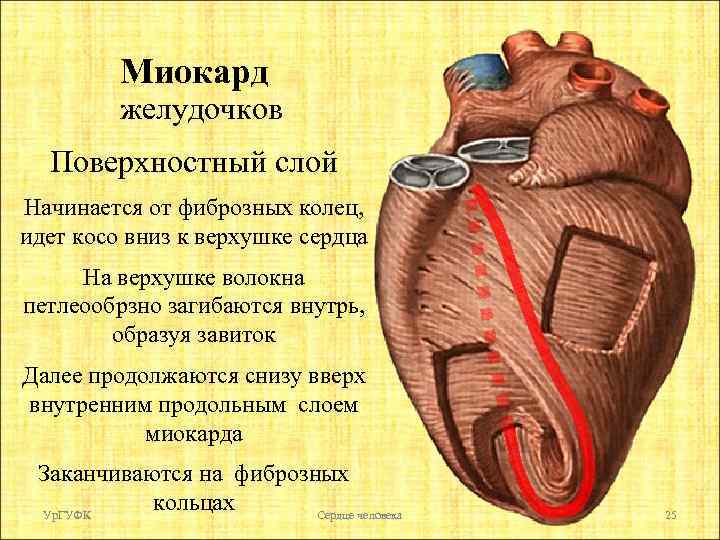 Миокард желудочков Поверхностный слой Начинается от фиброзных колец, идет косо вниз к верхушке сердца