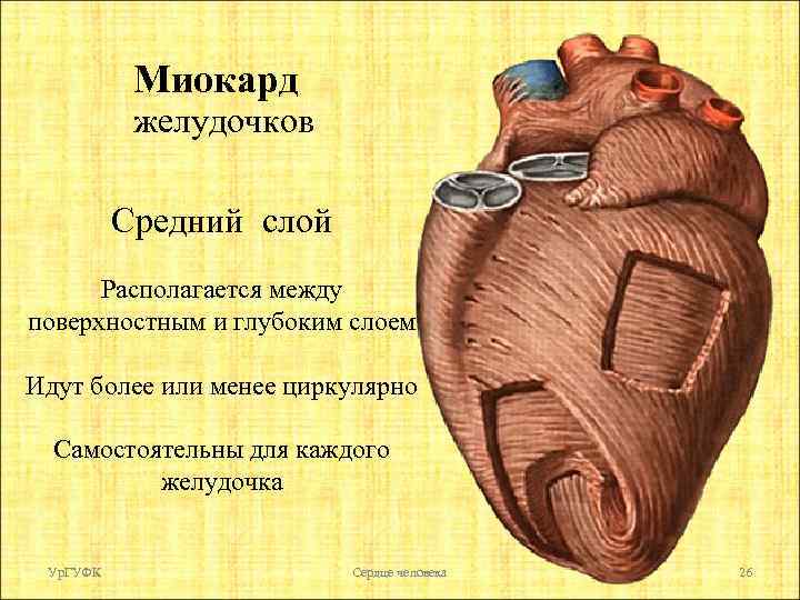 Миокард желудочков Средний слой Располагается между поверхностным и глубоким слоем Идут более или менее