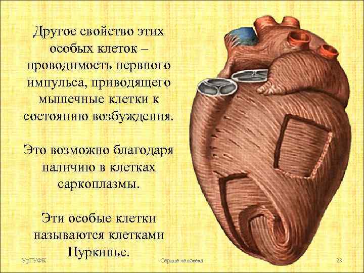 Другое свойство этих особых клеток – проводимость нервного импульса, приводящего мышечные клетки к состоянию