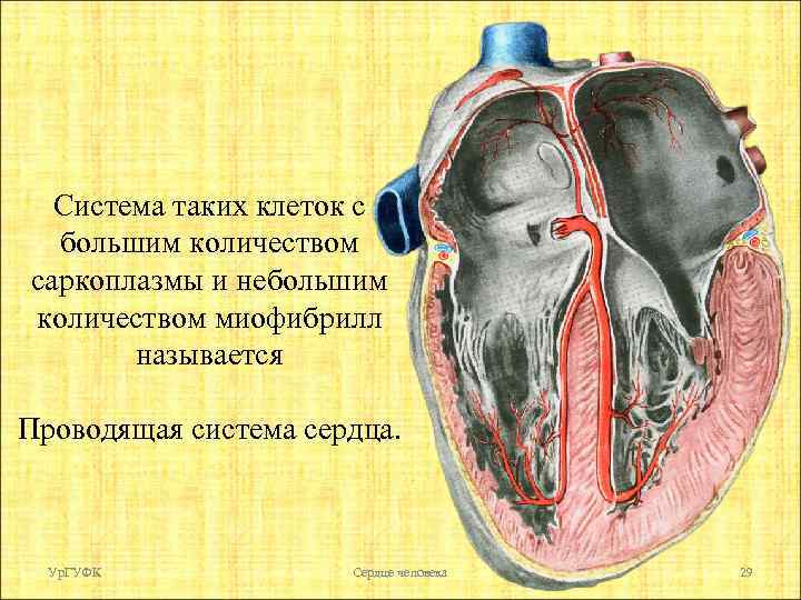 Система таких клеток с большим количеством саркоплазмы и небольшим количеством миофибрилл называется Проводящая система