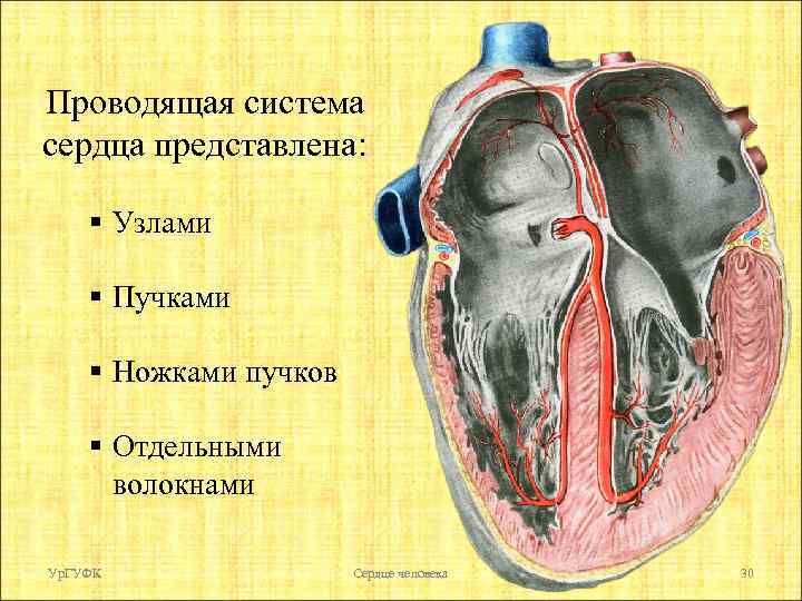 Проводящая система сердца представлена: § Узлами § Пучками § Ножками пучков § Отдельными волокнами