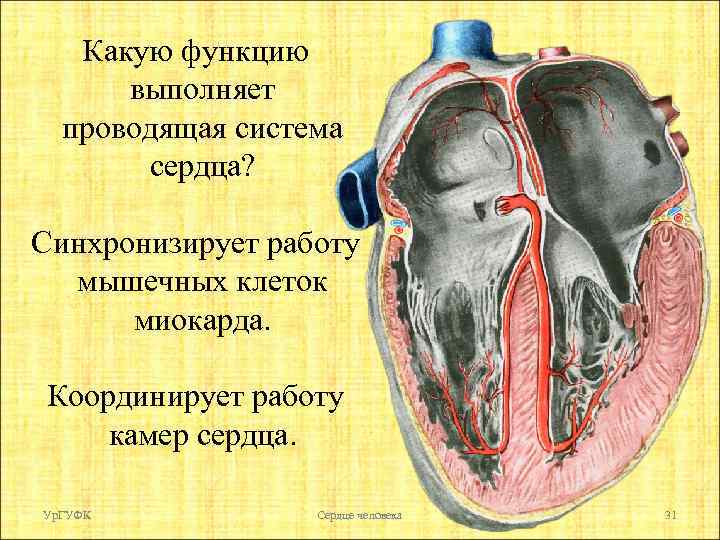 Какую функцию выполняет проводящая система сердца? Синхронизирует работу мышечных клеток миокарда. Координирует работу камер