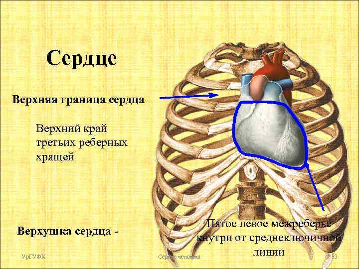 Сердце Верхняя граница сердца Верхний край третьих реберных хрящей Верхушка сердца Ур. ГУФК Пятое