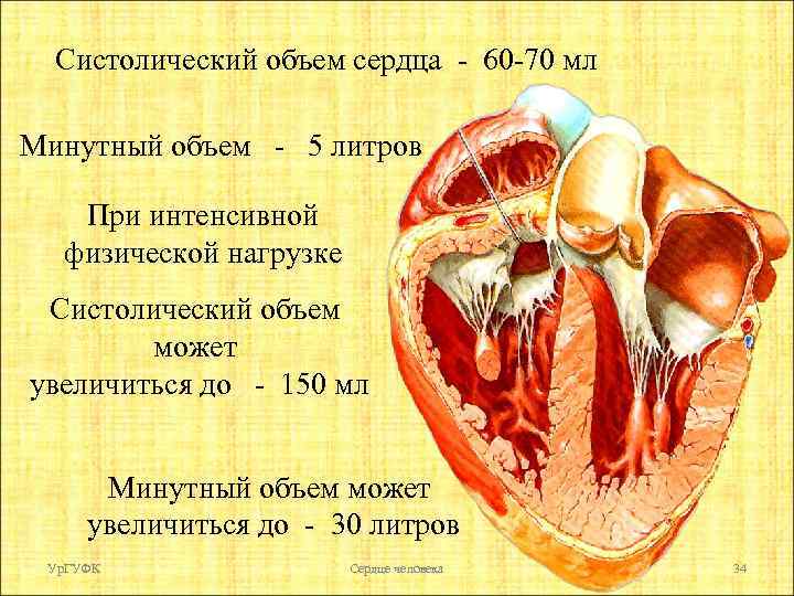 Систолический объем сердца - 60 -70 мл Минутный объем - 5 литров При интенсивной