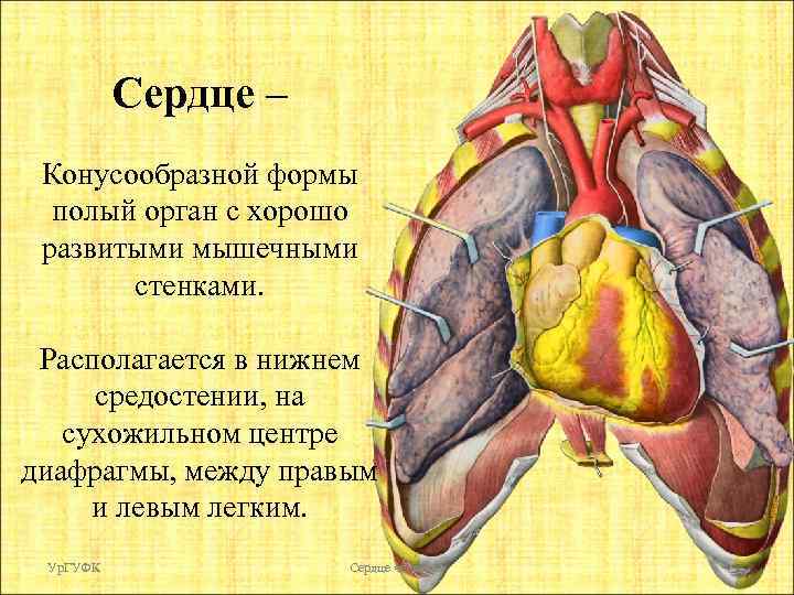 Сердце – Конусообразной формы полый орган с хорошо развитыми мышечными стенками. Располагается в нижнем