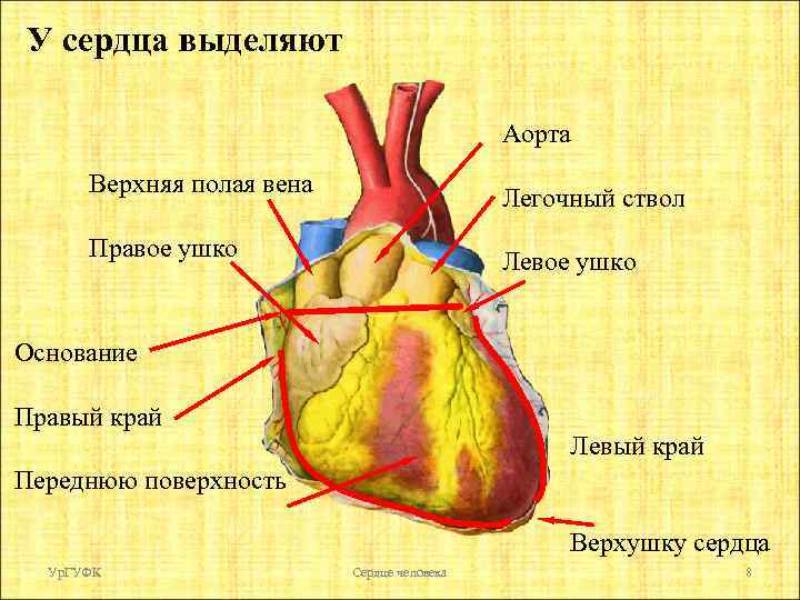 Почему изображение сердца имеет такую форму