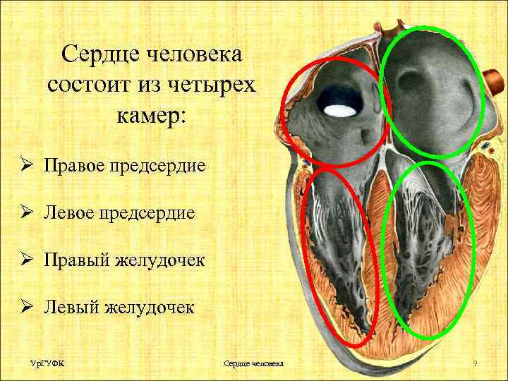 Сердце человека состоит из четырех камер: Ø Правое предсердие Ø Левое предсердие Ø Правый