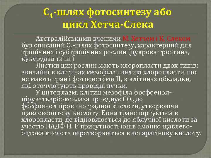 С 4 -шлях фотосинтезу або цикл Хетча-Слека Австралійськими вченими М. Хетчем і К. Слеком