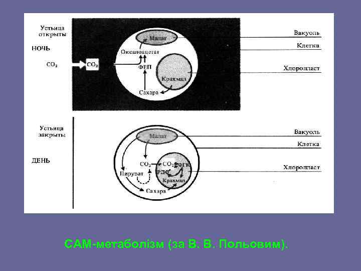 САМ-метаболізм (за В. В. Польовим). 