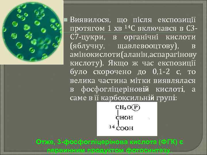 n Виявилося, що після експозиції протягом 1 хв 14 С включався в С 3