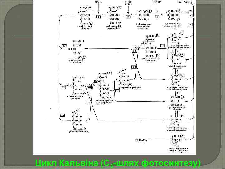 Цикл Кальвіна (С 3 -шлях фотосинтезу) 