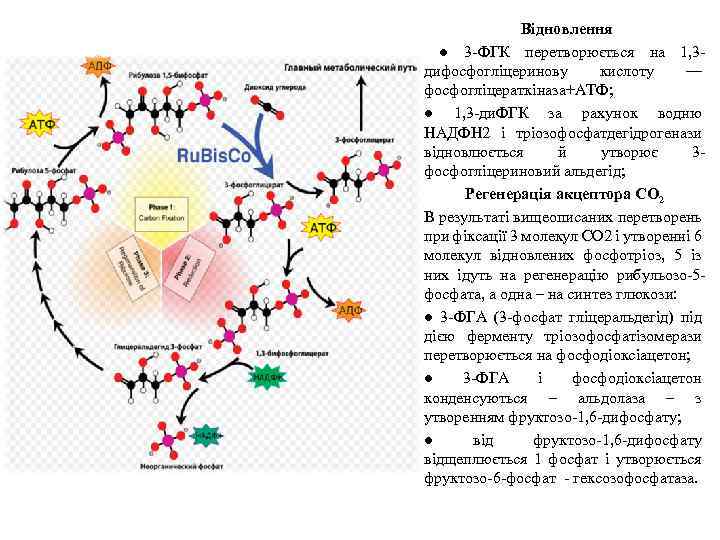  Відновлення ● 3 -ФГК перетворюється на 1, 3 дифосфогліцеринову кислоту — фосфогліцераткіназа+АТФ; ●