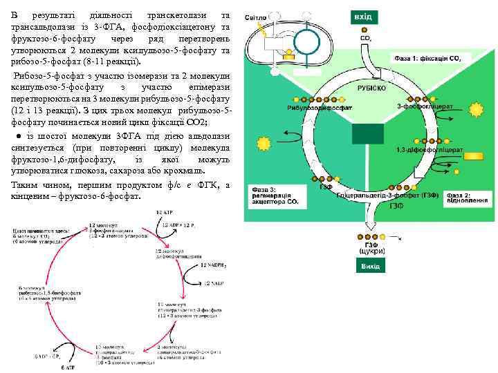 В результаті діяльності транскетолази та трансальдолази із 3 -ФГА, фосфодіоксіацетону та фруктозо-6 -фосфату через