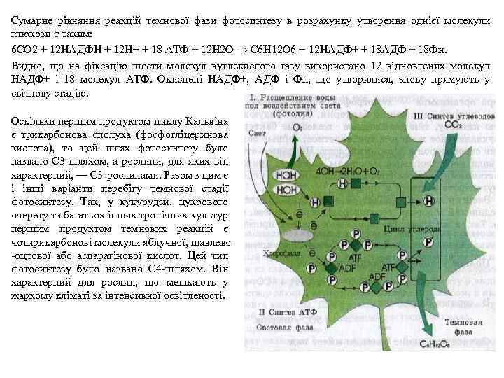 Сумарне рівняння реакцій темнової фази фотосинтезу в розрахунку утворення однієї молекули глюкози є таким: