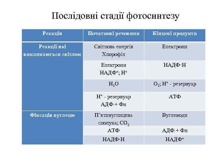 Послідовні стадії фотосинтезу Реакція Початкові речовини Кінцеві продукти Реакції які викликаються світлом Світлова енергія