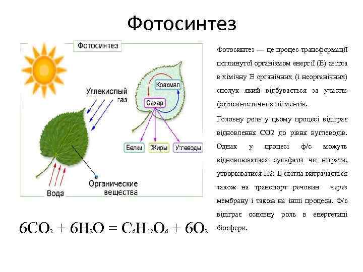 Фотосинтез — це процес трансформації поглинутої організмом енергії (Е) світла в хімічну Е органічних