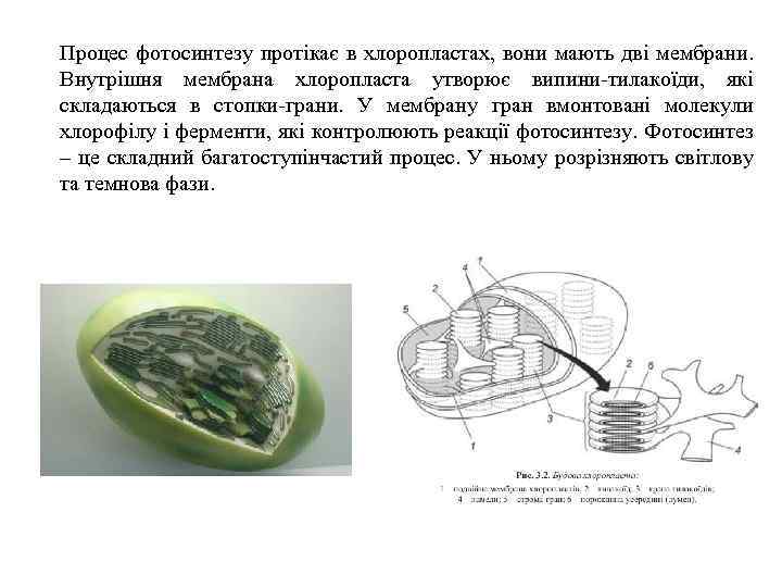 Процес фотосинтезу протікає в хлоропластах, вони мають дві мембрани. Внутрішня мембрана хлоропласта утворює випини-тилакоїди,