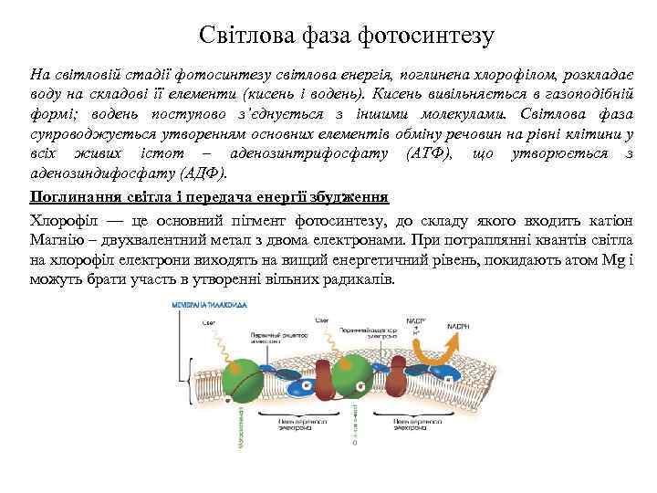 Світлова фаза фотосинтезу На світловій стадії фотосинтезу світлова енергія, поглинена хлорофілом, розкладає воду на