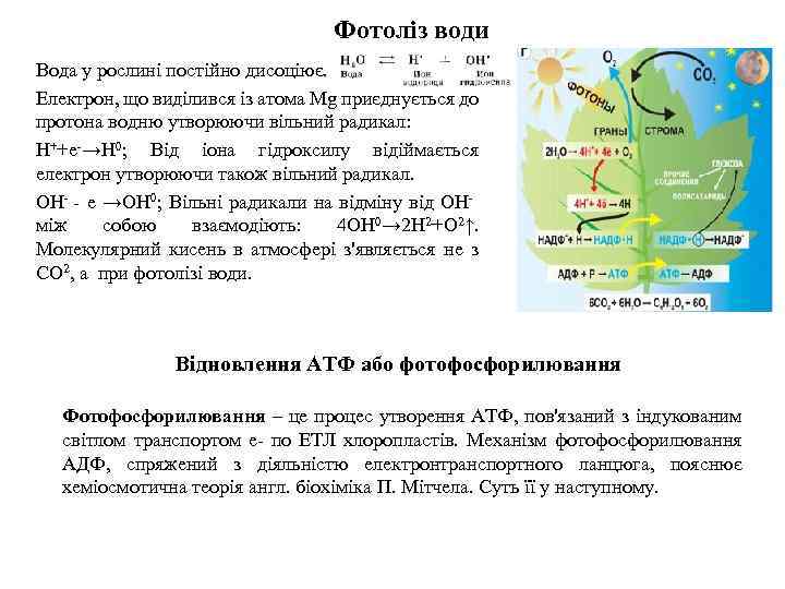 Фотоліз води Вода у рослині постійно дисоціює. Електрон, що виділився із атома Mg приєднується