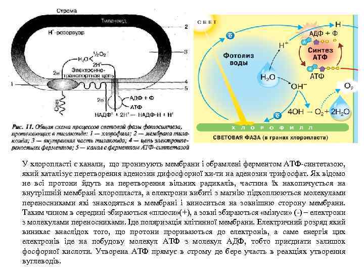 У хлоропласті є канали, що пронизують мембрани і обрамлені ферментом АТФ-синтетазою, який каталізує перетворення