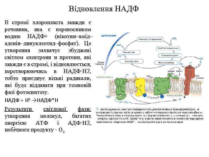 Відновлення НАДФ В стромі хлоропласта завжди є речовина, яка є переносником водню НАДФ+ (нікотин–амід–