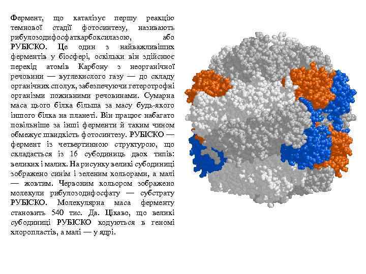 Фермент, що каталізує першу реакцію темнової стадії фотосинтезу, називають рибулозодифосфаткарбоксилазою, або РУБІСКО. Це один