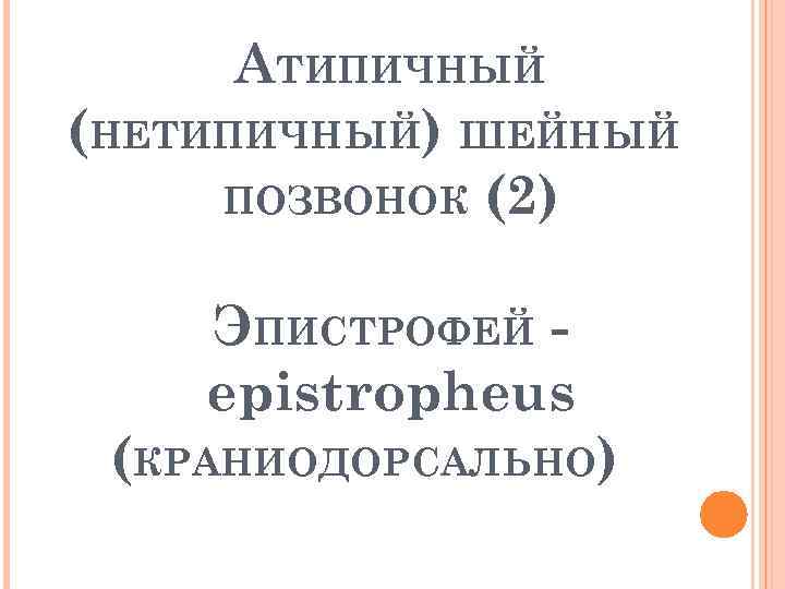 АТИПИЧНЫЙ (НЕТИПИЧНЫЙ) ШЕЙНЫЙ ПОЗВОНОК (2) ЭПИСТРОФЕЙ epistropheus (КРАНИОДОРСАЛЬНО) 